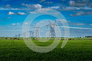 Herd of cattle graze under a row of steel lattice transmission pylons