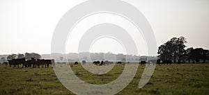 A herd of cattle graze in a wide shot in the morning haze photo