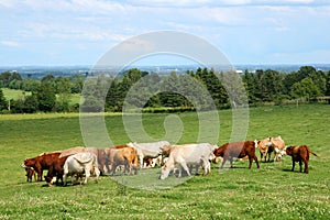 Herd of cattle grazing photo