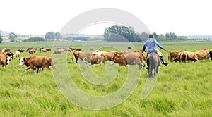 A herd of cattle are grazing