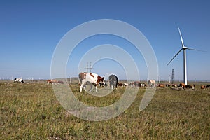 A herd of cattle grazing on the autumn pasture in northern China