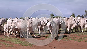 Herd of cattle Grazing on a farm in Outback Australia