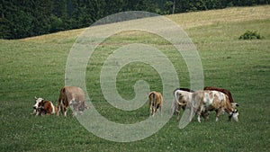 A herd of cattle grazing on the grass on mountain slopes in the Polish Pieniny Mountains.