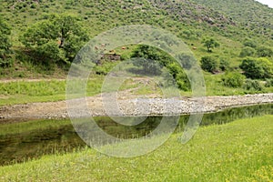 A herd of cattle are grazing