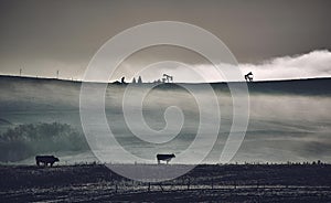 a herd of cattle grazing in an open pasture covered with fog