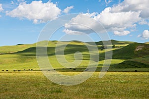 A herd of cattle grazing in sun-dappled lush green grasslands and rolling hills under a beautiful blue sky with puffy white clouds photo