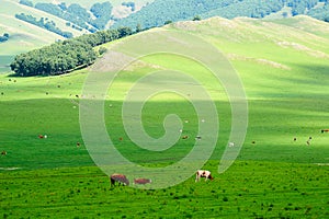 The herd cattle on the green grassland