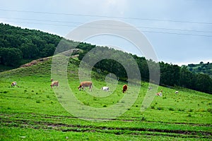 The herd cattle on the hillside