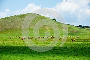 The herd cattle hillside on the meadow