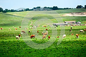The herd cattle hillside