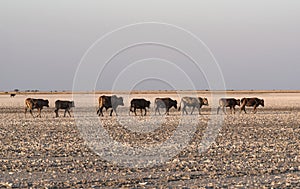 Herd of cattle on Makgadikgadi Pan, Nwetwe Pan in Botswana photo