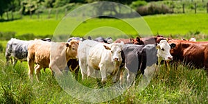 Herd Of Cattle In Plush Green Meadow photo