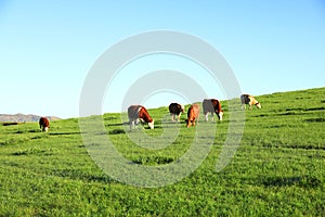 A herd of cattle on the prairie