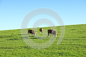 A herd of cattle on the prairie