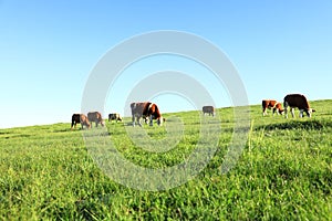 A herd of cattle on the prairie