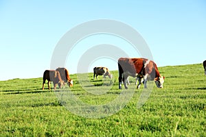 A herd of cattle on the prairie