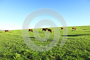 A herd of cattle on the prairie