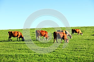 A herd of cattle on the prairie