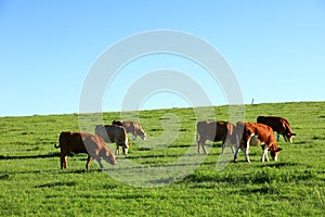 A herd of cattle on the prairie