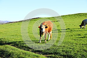 A herd of cattle on the prairie