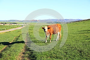 A herd of cattle on the prairie