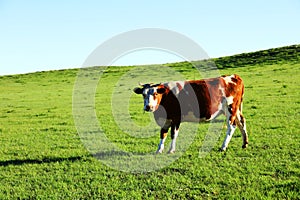 A herd of cattle on the prairie