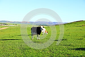 A herd of cattle on the prairie