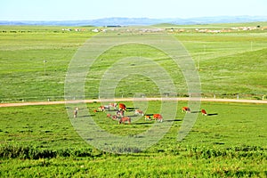 A herd of cattle on the prairie