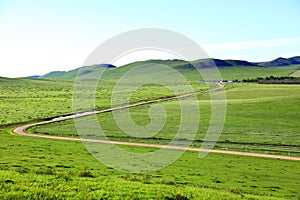 A herd of cattle on the prairie