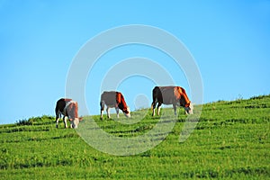 A herd of cattle on the prairie