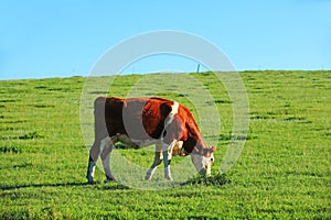 A herd of cattle on the prairie