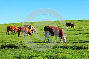 A herd of cattle on the prairie