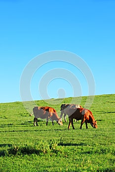 A herd of cattle on the prairie