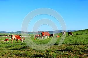 A herd of cattle on the prairie