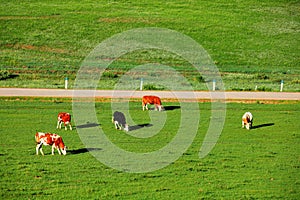 A herd of cattle on the prairie