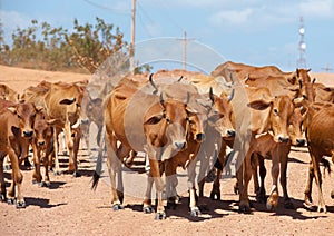 Herd of cattle photo