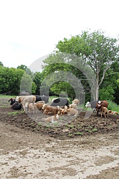 A herd of cattle relaxing.