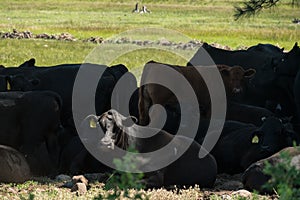 Herd of cattle in the shade