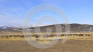 Herd of cattle and sheep grazing in the large steppe