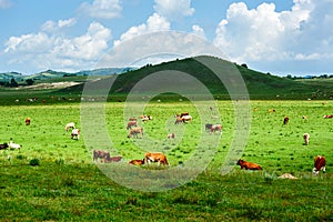 The herd cattle in the steppe