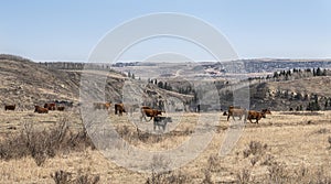 A Herd of Cattle with the Town of Cochrane in the Background