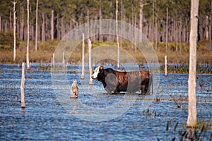 Herd of cattle travel through a marsh in Louisiana