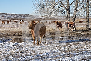 A Herd of Cattle in the Winter
