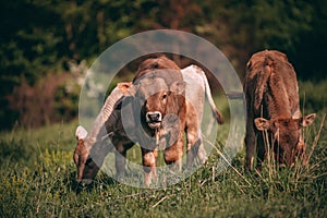 Herd of cattles from the Bovidae family grazing in a lush and green springtime garden photo