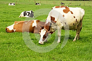 Herd of caws photo