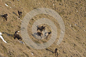 A herd of chamois eating on a grass field