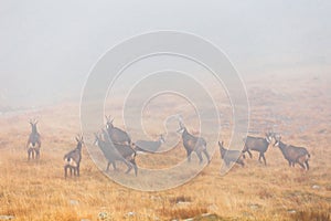 Chamois passes a mountain pass in the fog