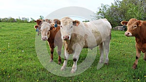 Herd of Charolais calves on grass