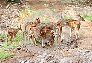 Herd of Cheetal deer in Ranthambore forest