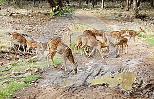 A herd of Cheetal deer in Ranthambore forest